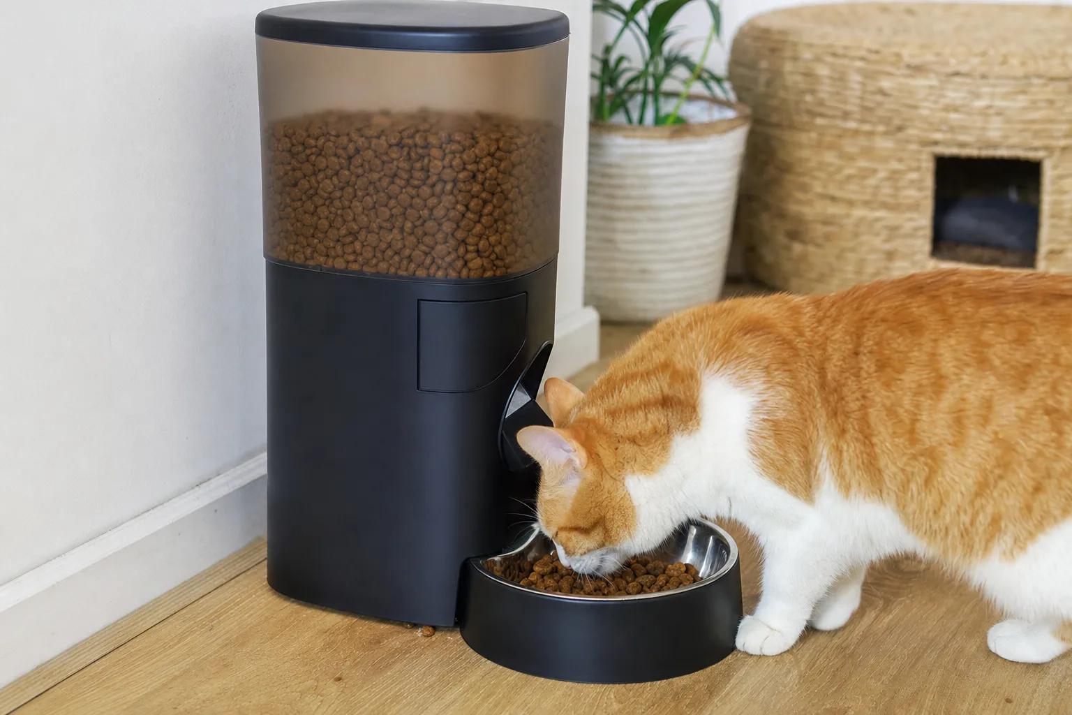 Comment choisir le meilleur distributeur automatique de croquettes ? — Alimentation Multiple : Une Solution pour les Maisons avec Plusieurs Animaux