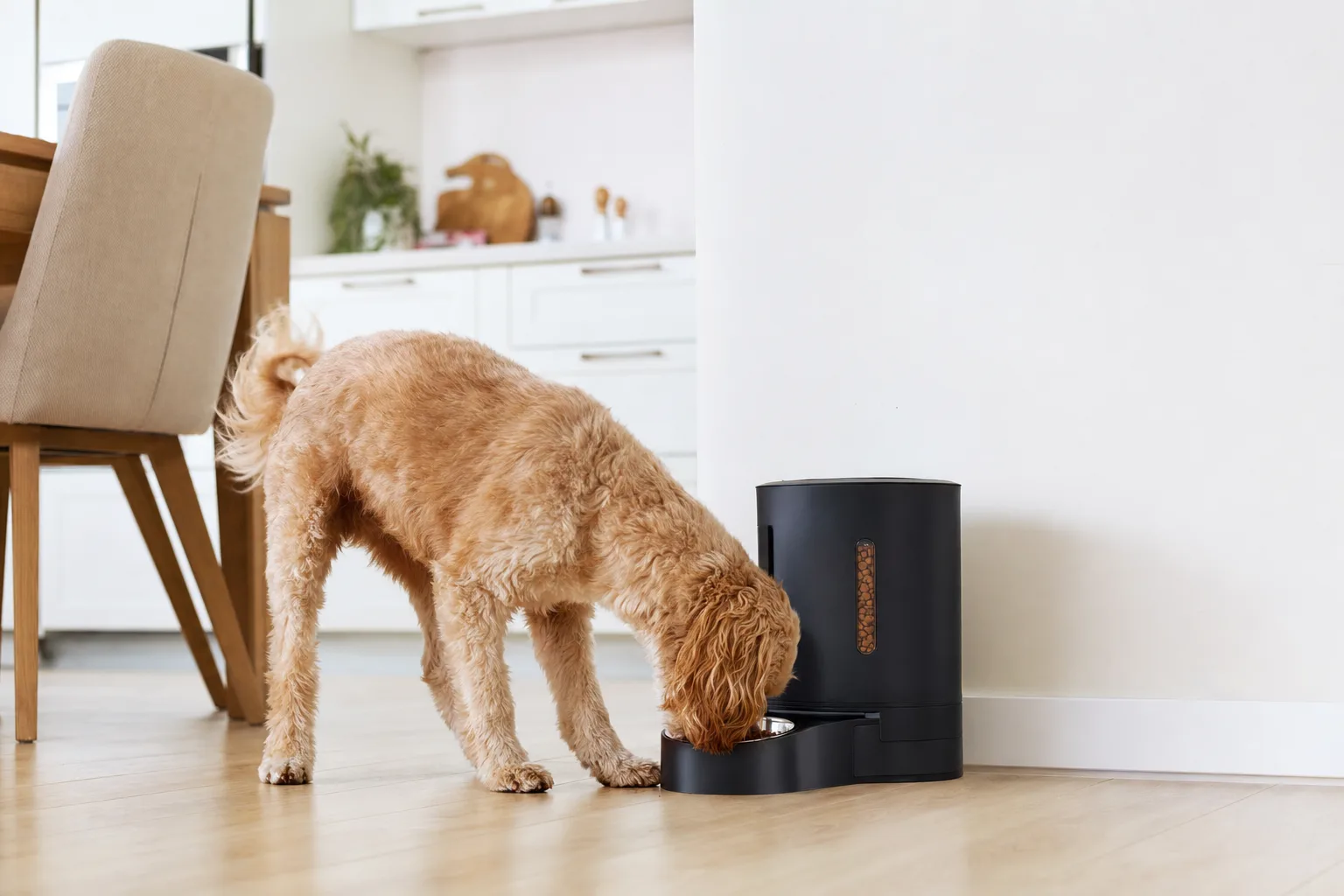 Comment un distributeur de croquettes peut-il aider les animaux en surpoids ? — Limiter les Grignotages grâce à la Technologie
