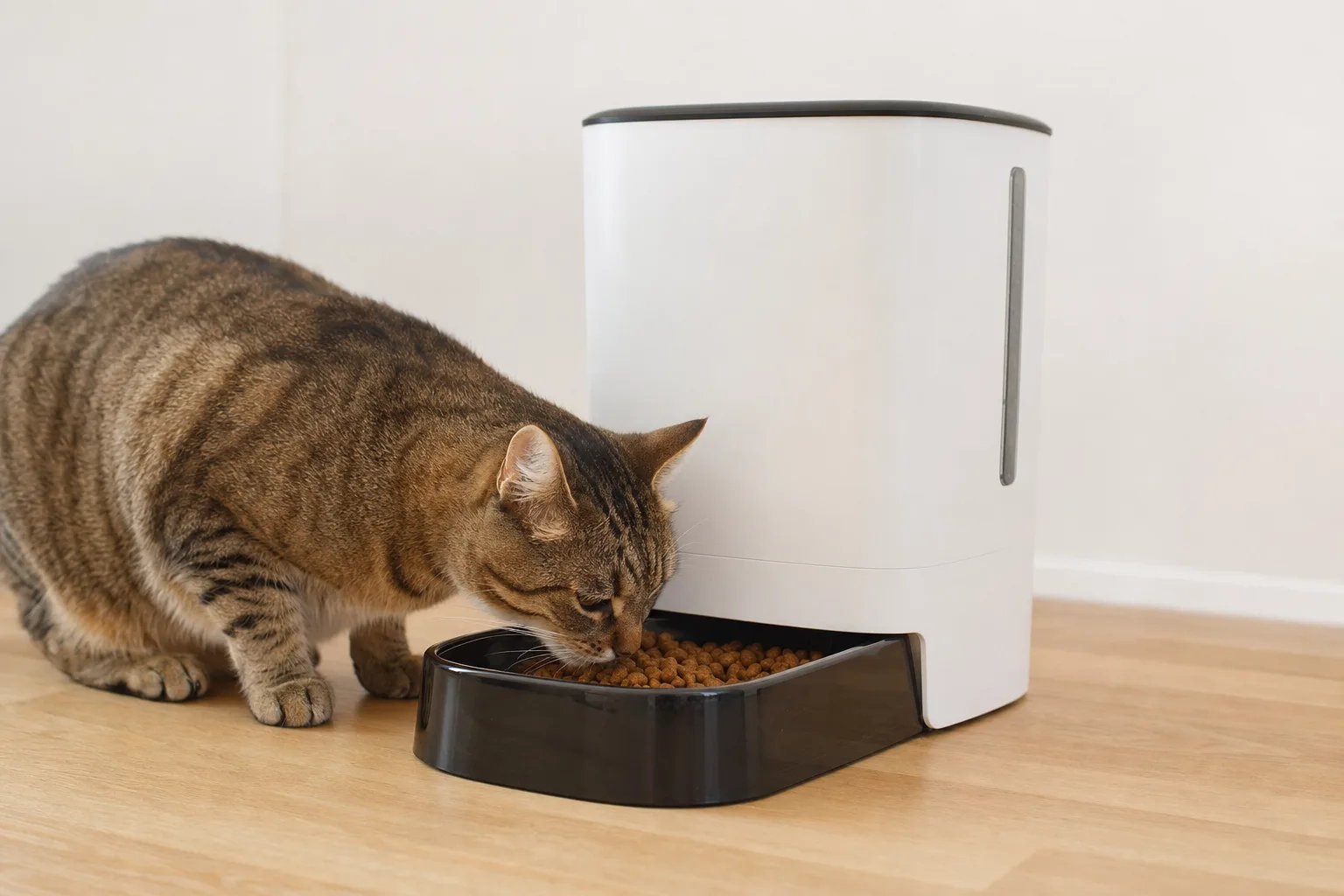 Choisir un distributeur de croquettes facile à nettoyer : guide pratique — Les Modèles Populaires et Faciles à Nettoyer