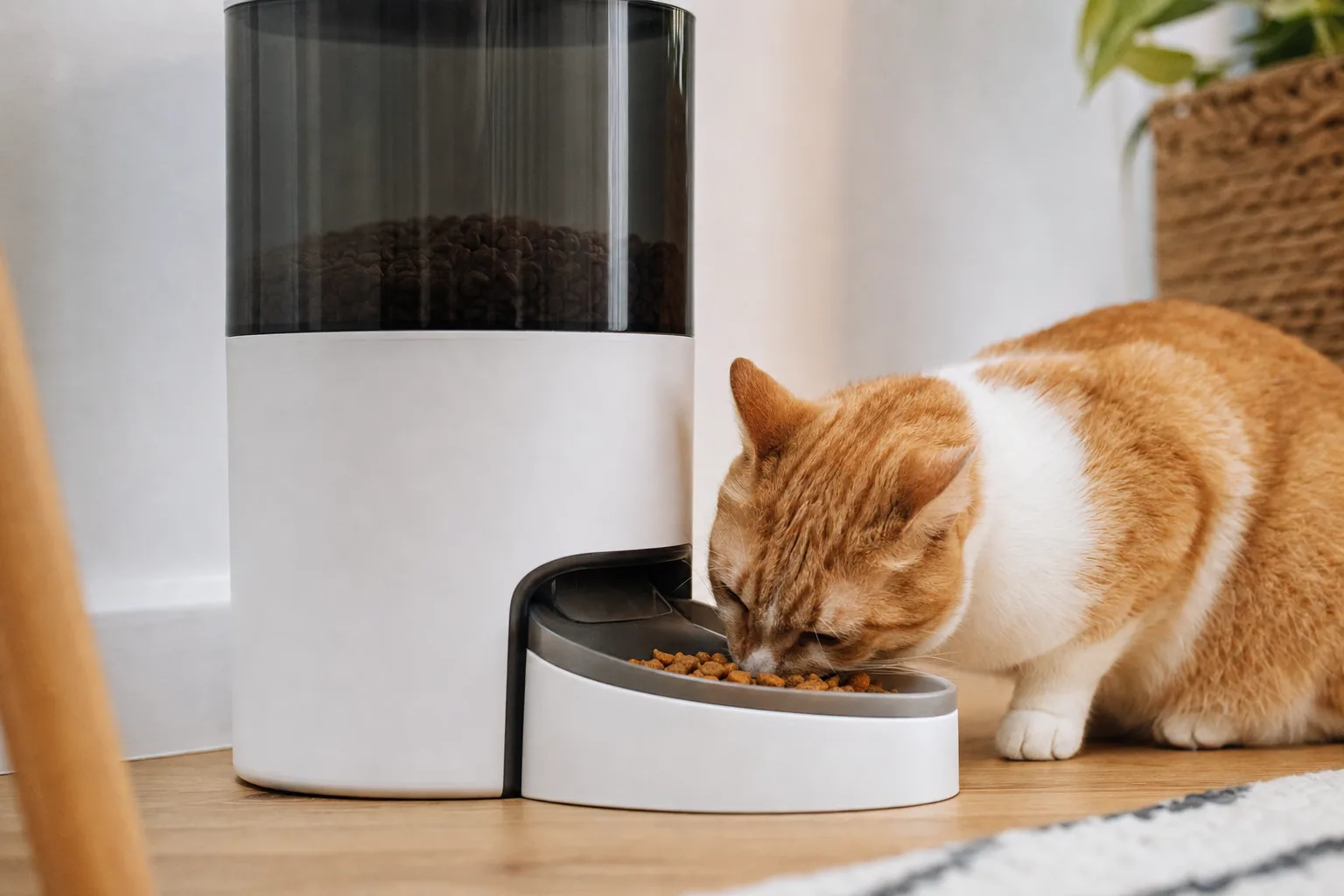 Distributeur automatique de croquettes : lequel pour un voyage ? — Connectivité et Contrôle à Distance : Un Atout pour les Voyages