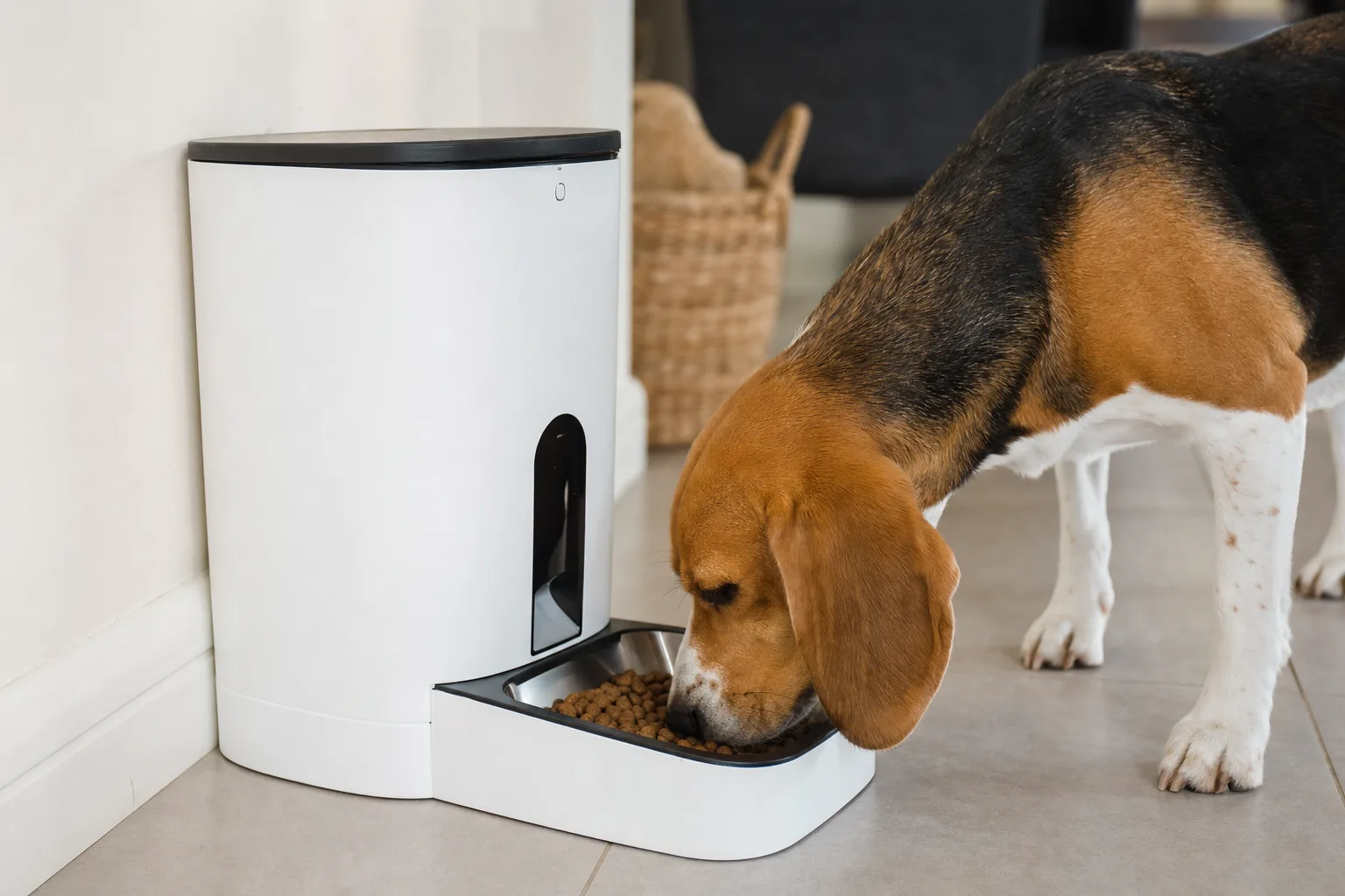 Comment les distributeurs de croquettes encouragent l'hydratation chez les animaux — Conseils pour maximiser l'hydratation avec un distributeur de croquettes