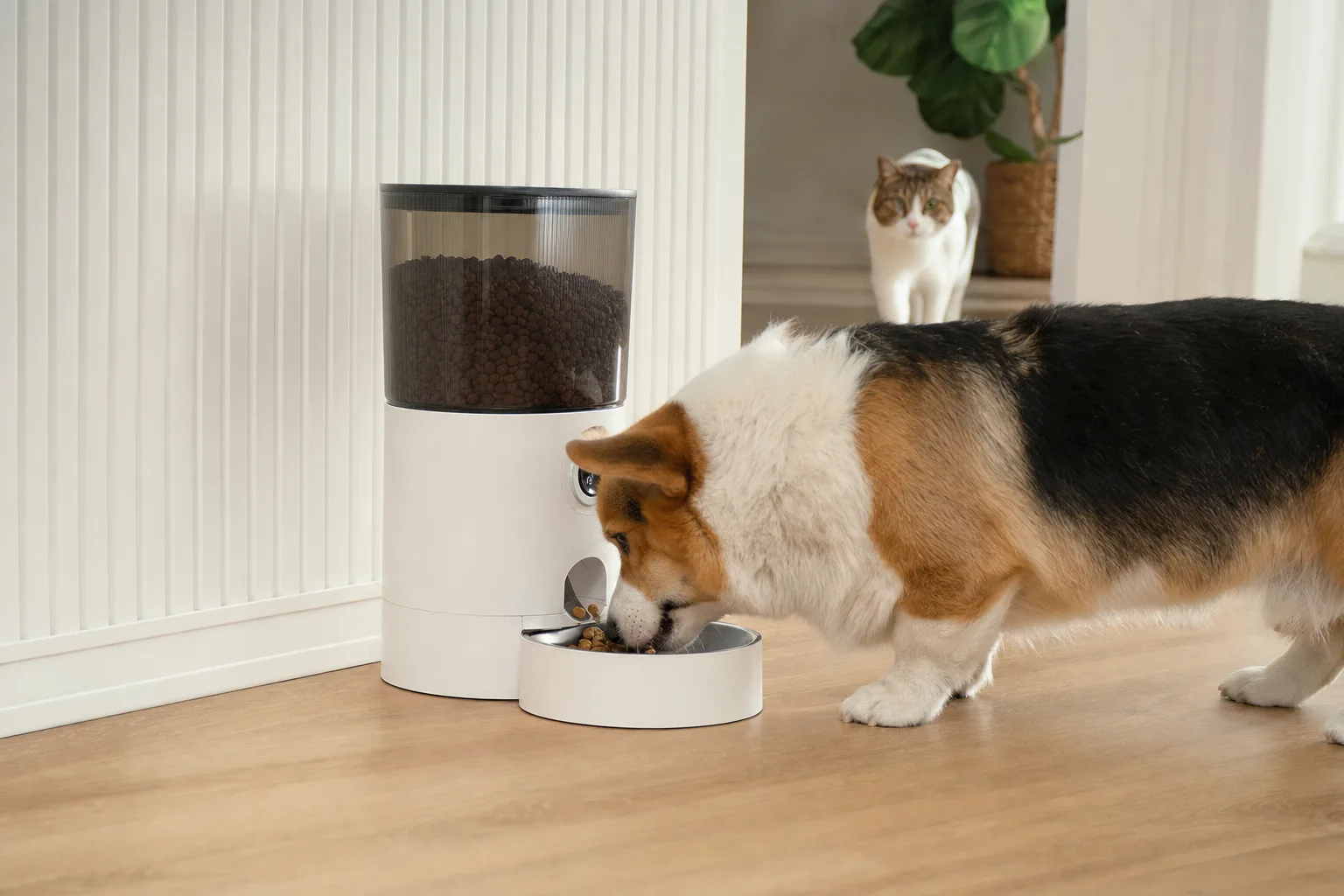 Guide d'achat : Distributeur de croquettes à petit budget — Comment choisir un distributeur adapté aux besoins de votre animal ?